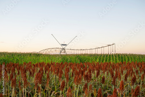 Sorgo no Pivô 