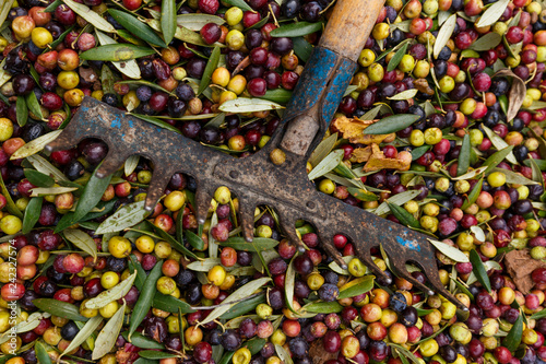 Fork over olives harvested during harvesting season to make olive oil, ready to be carried to mill, Priorat, Tarragona, Catalonia, Spain