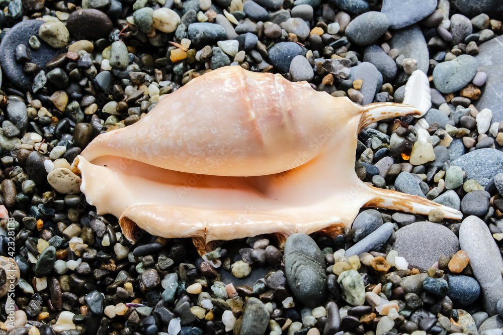 two prickly sea shells, interesting shapes on the seashore two prickly sea shells, interesting shapes on the seashore
