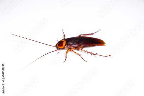 cockroaches isolated from white background