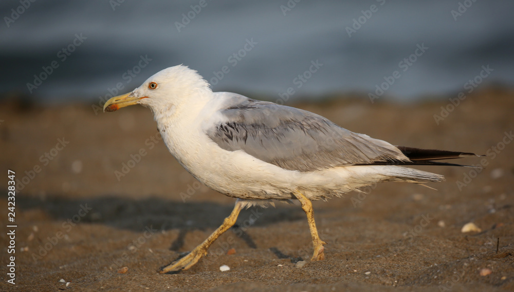 seagull walks with long paws on the sandy beach