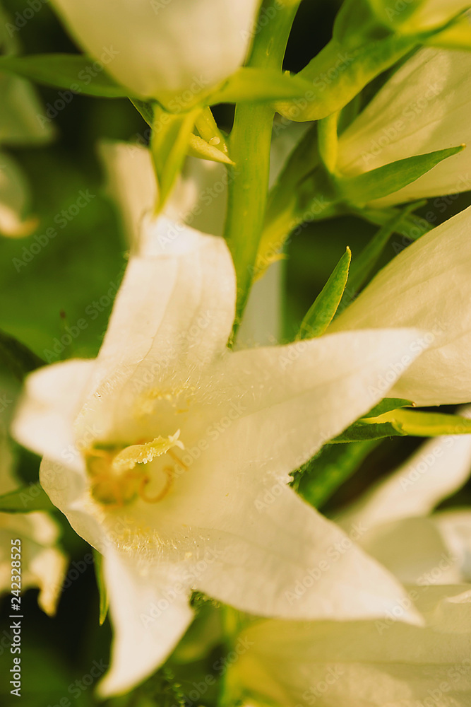 Obraz premium white flower in the garden summer day closeup flora closeup