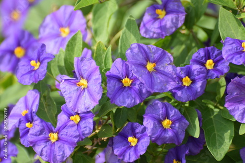 Cyprus summer flower