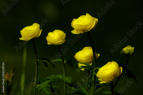 fiori di Botton d'oro (Trollius europaeus), fioritura con sfondo scuro