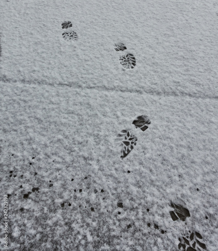 Footprints in snow photo