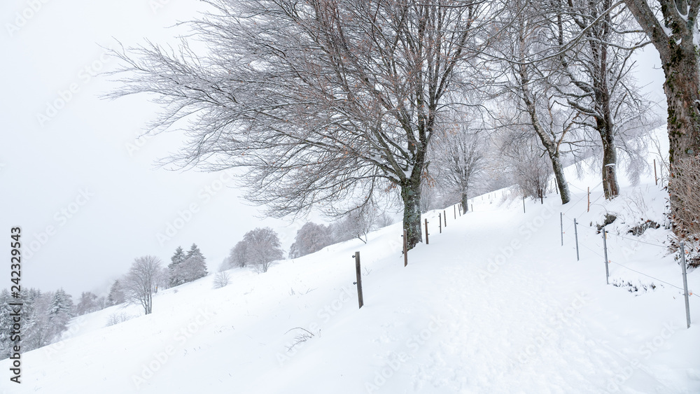 Obraz premium snowy winter scenery