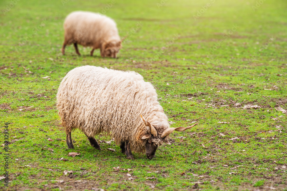 Obraz premium sheep eating grass