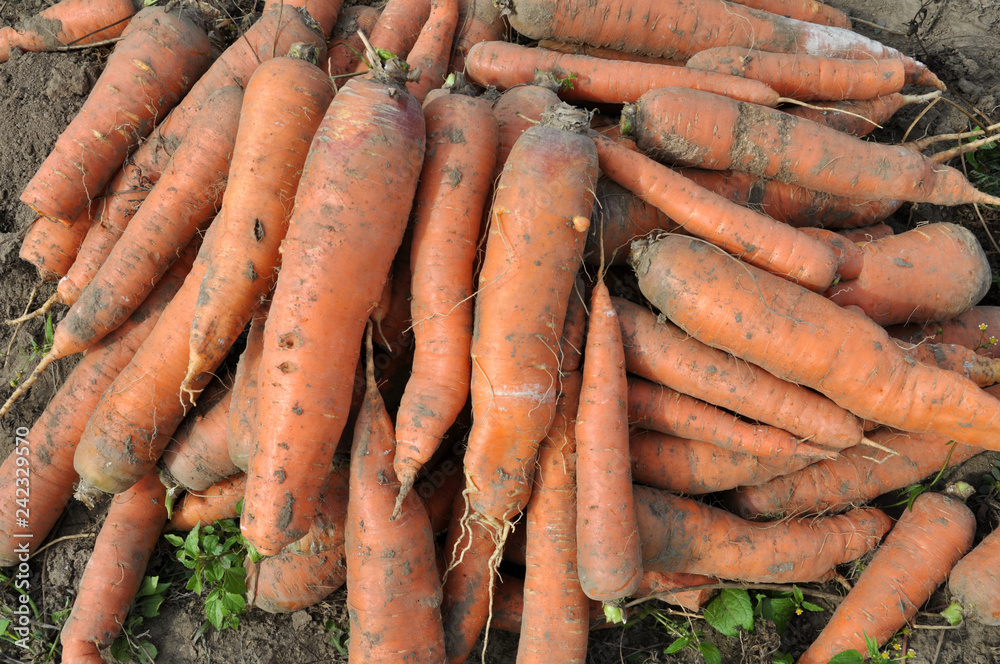 In the field, cleared of leaves and soil harvest carrots In the field, cleared of leaves and soil harvest carrots