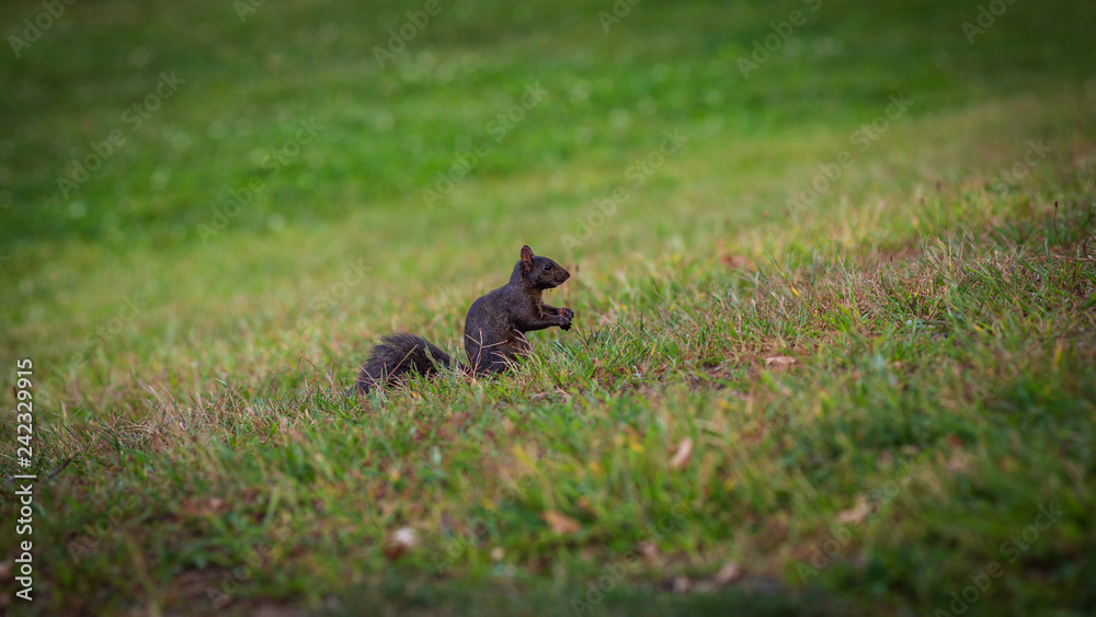 Squirrel Squirrel