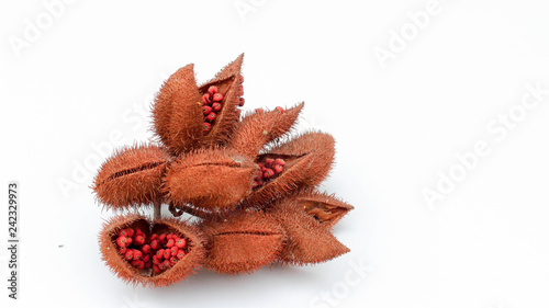 Annatto tree (Bixa orellana L.) of Thailand medicinal properties of the drug photo