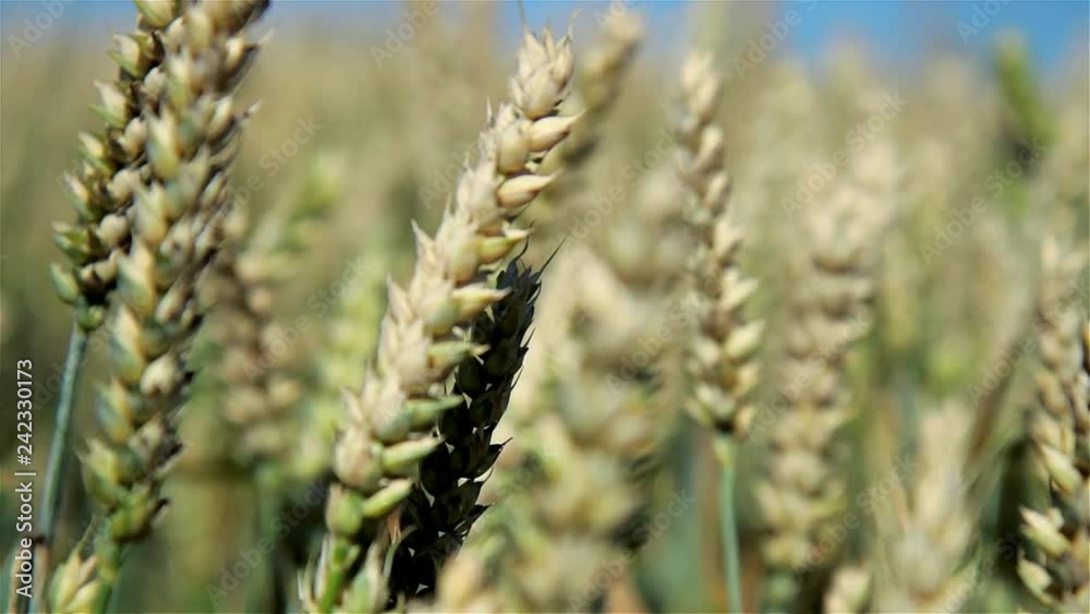 ears of wheat on background of blue sky ears of wheat on background of blue sky