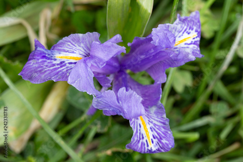 Fototapeta Naklejka Na Ścianę i Meble -  Iris