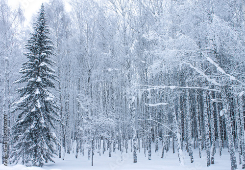 Birch forest and one spruce in winter