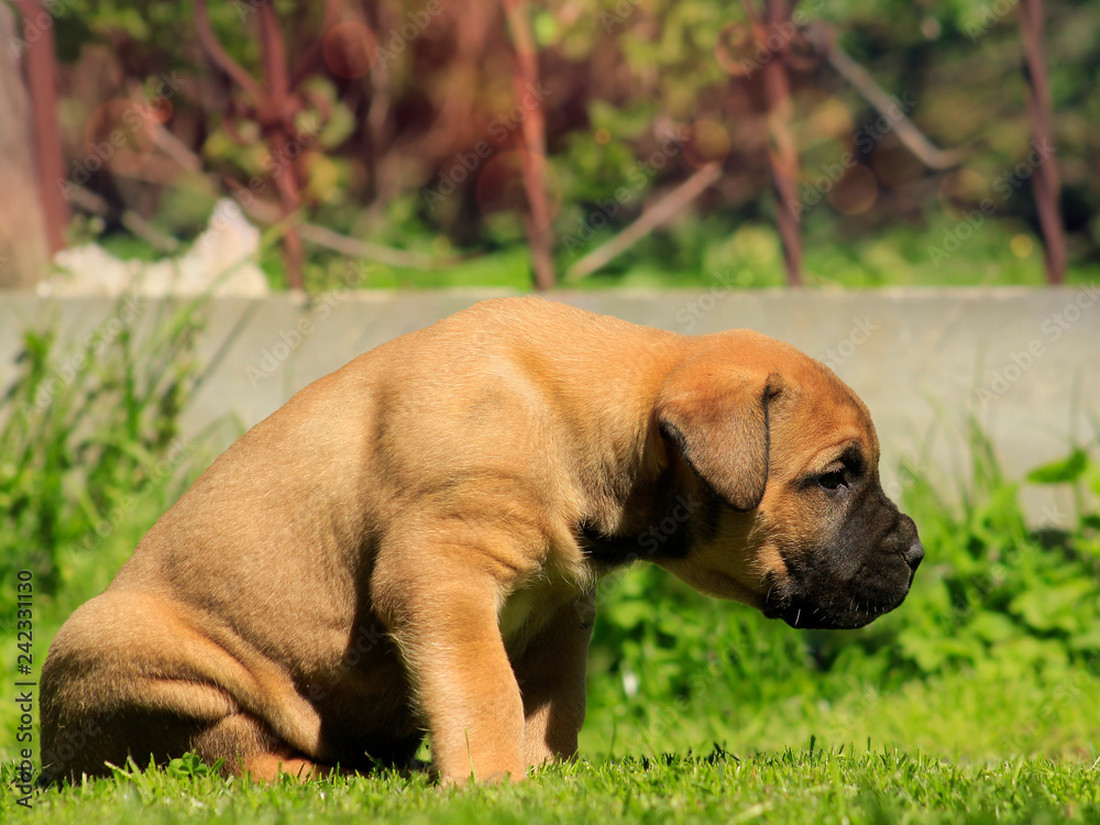 Boerboel puppy. South African bulldog.