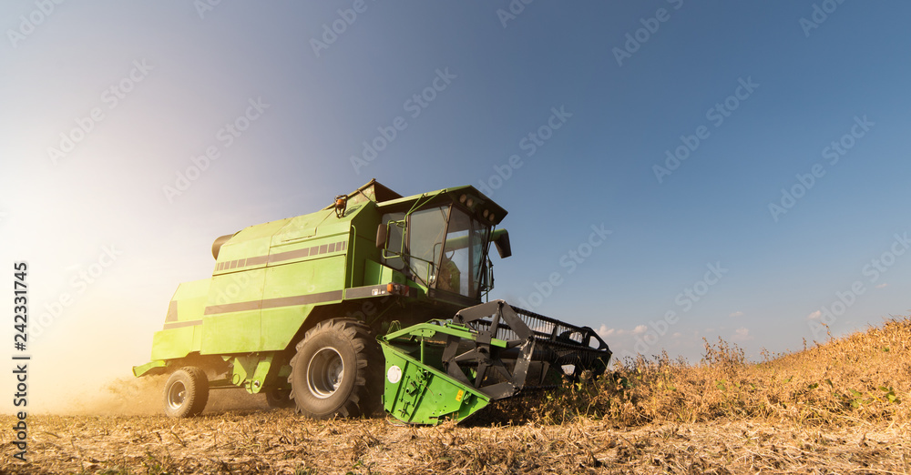 Naklejka premium Harvesting of soy bean field with combine