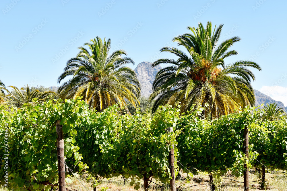 Fototapeta premium Cape Winelands - Vinyards, Mountains, Palms - Allee Bleue