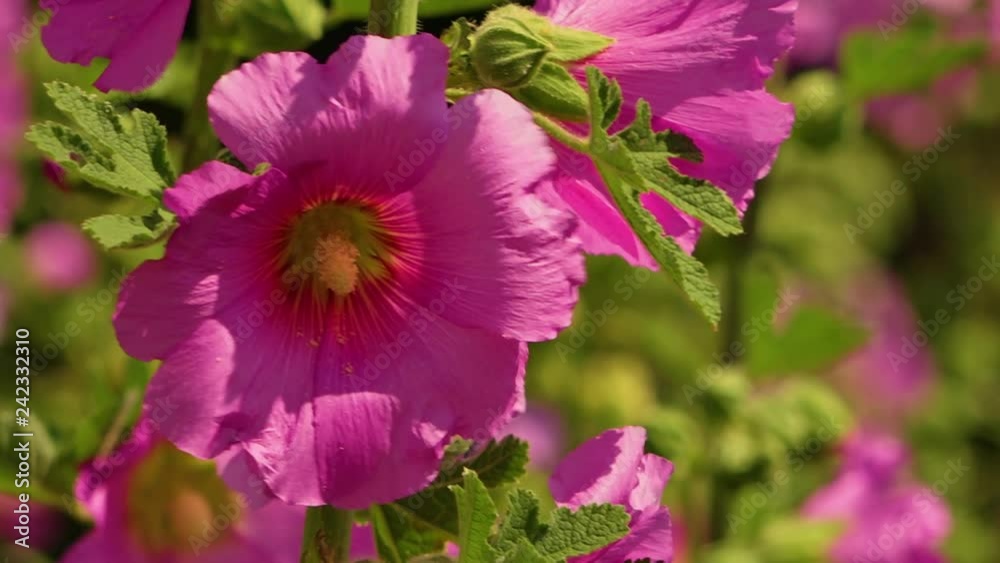 Extreme close up of pink bristly hollyhock Alcea serosa flowers and blurred people walking behind Extreme close up of pink bristly hollyhock Alcea serosa flowers and blurred people walking behind