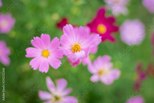 pink cosmos flower in garden © antpkr