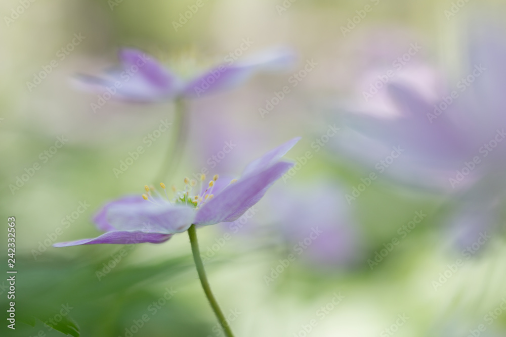 Pink wood anemone an ealy spring wild flower in soft focus. nice background bokeh Pink wood anemone an ealy spring wild flower in soft focus. nice background bokeh