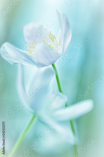 Fototapeta Naklejka Na Ścianę i Meble -  Wood anemone embrace, white wild flowers in soft focus and shallow depth. Concept for romance purity and hope