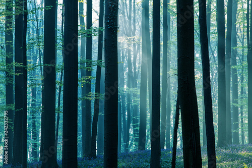 first sun light in a spring beech forest  covered with bluebells. Dark tree trunks in the enchanted woods.