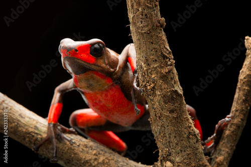 Red bullseye harlequin poison dart frog, oophaga histrionica. A poisonous animal from the tropical jungle of Colombia photo
