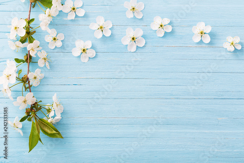 spring flowers on blue wooden background