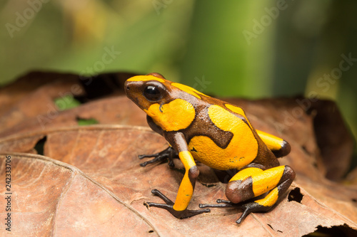 yellow and brown harlequin poison dart frog, this small dartfrog is an animal from the rain forest of COlombia