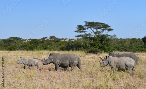 Nashörner wandern durch Kenias Steppe 