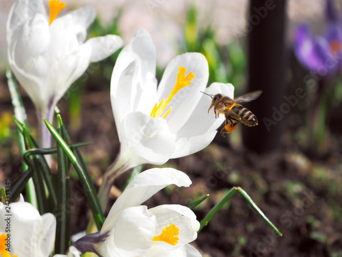 Bee collects pollen on the first spring flower.