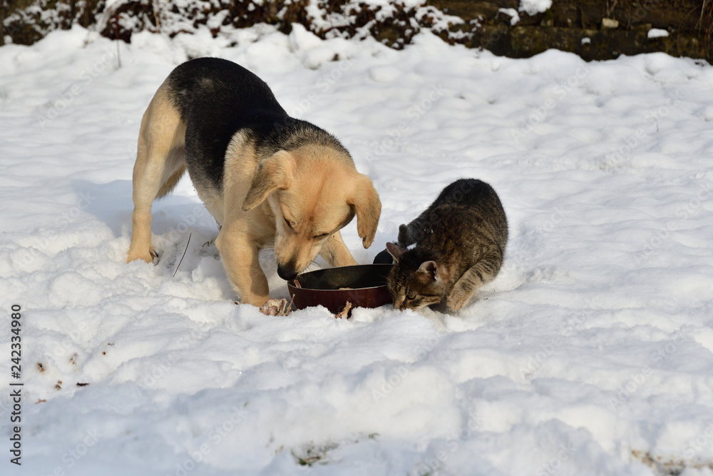 dog and cat in the snow eat together from a common bowl