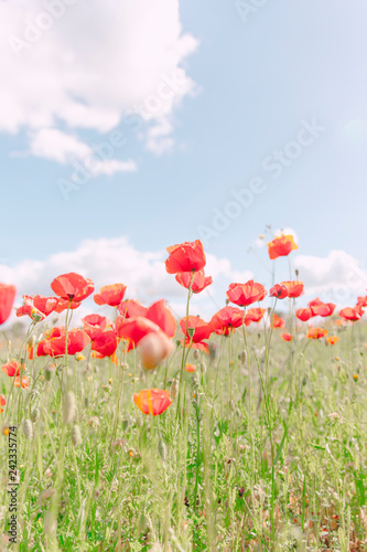 Poppy field from below photo