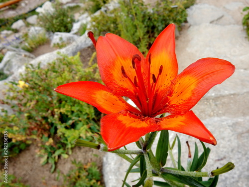 giglio di San Giovanni - lilium