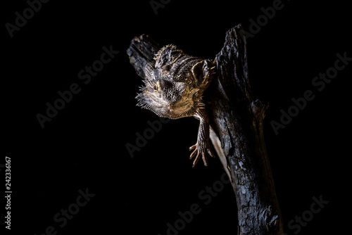 Bearded dragon on piece of dry wood on black background