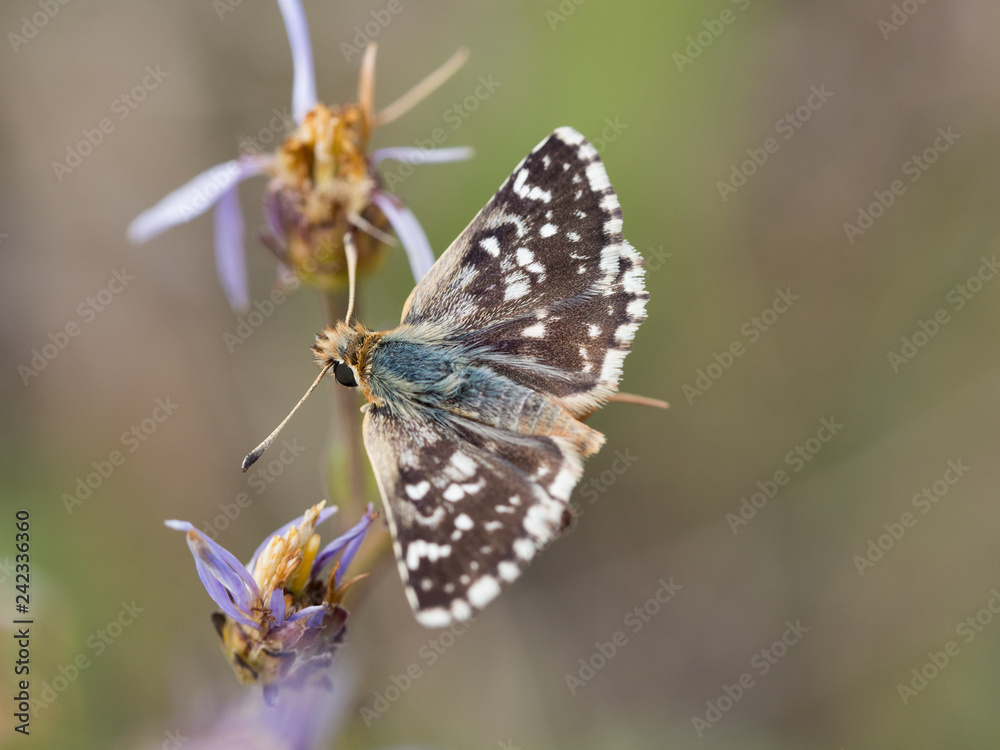Fototapeta premium Red-underwing skipper butterfly sitting on a flower