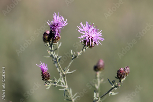 Purple flowers of Centaurea pseudomaculosa, Belarus photo