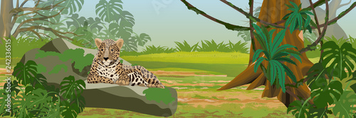 The jaguar lies on a stone. Jungle. Big cat on the hunt. Amazonia rain forests. Realistic Vector Landscape