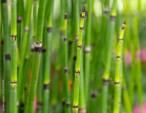 horsetail plant closeup