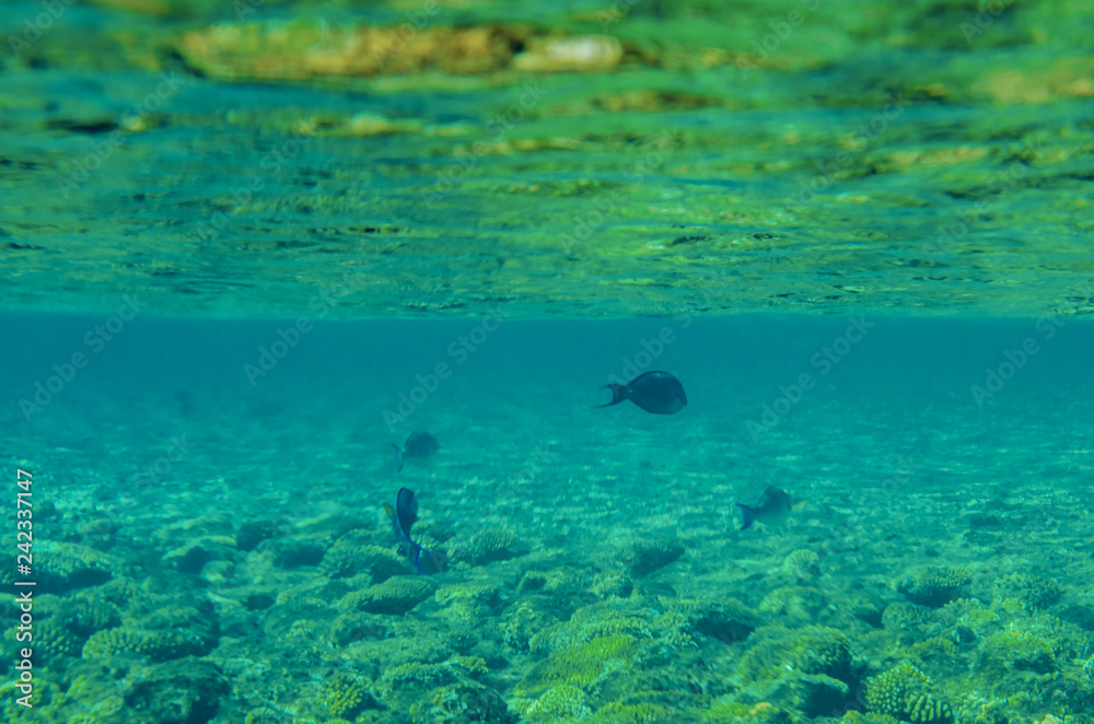 Obraz premium red sea coral reef with beautiful colorful fish under water
