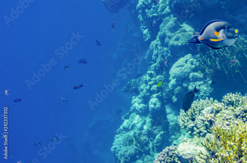 red sea coral reef with beautiful colorful fish under water