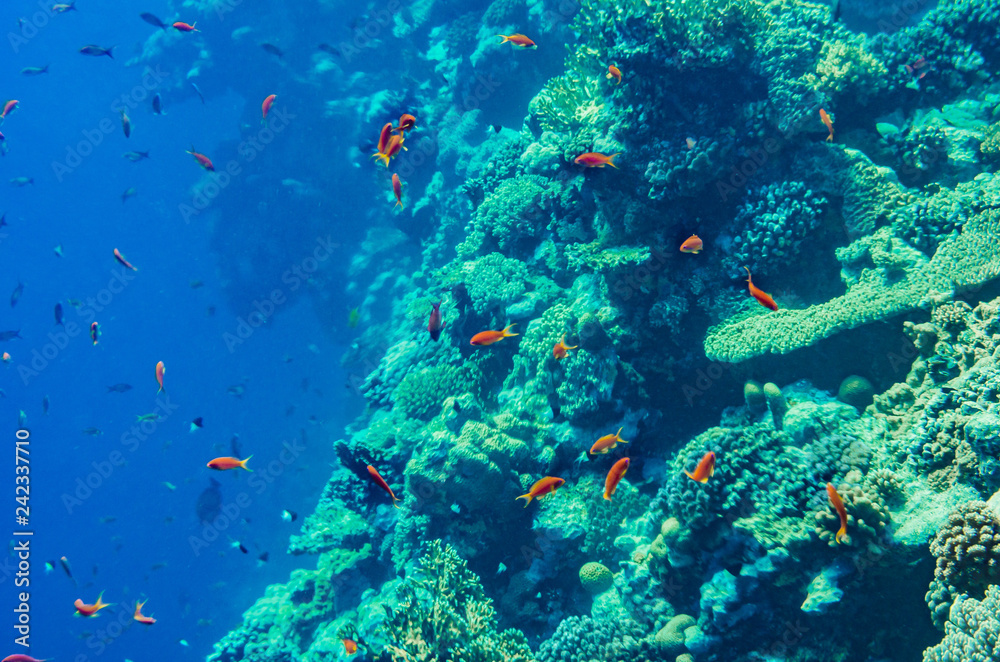 Fototapeta premium red sea coral reef with beautiful colorful fish under water