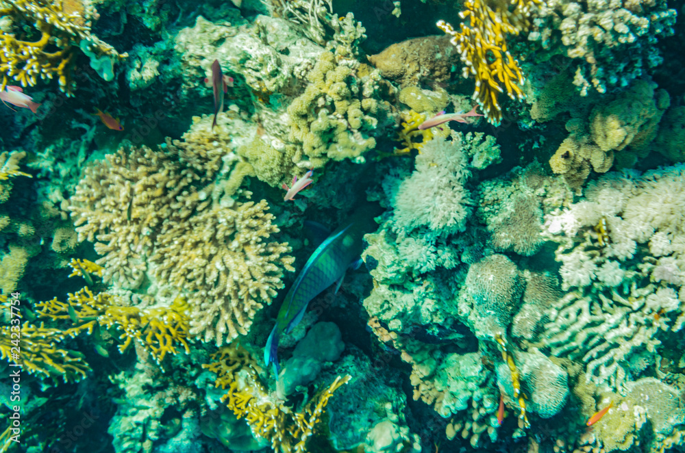 Fototapeta premium red sea coral reef with beautiful colorful fish under water