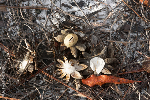 Barometer earthstar ( Astraeus hygrometricus ). North Florida, United States