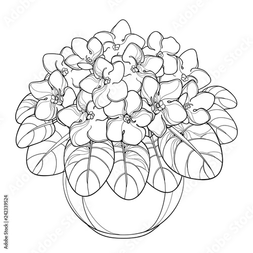 Vector bouquet with outline Saintpaulia or African violet flower in round pot. Violet flowers and leaf in black isolated on white background. Contour Viola for floral design or coloring book.