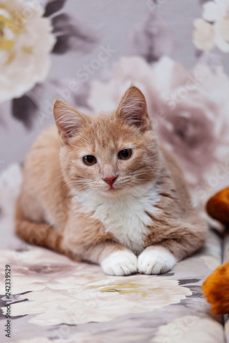 kitten  © Dmitry