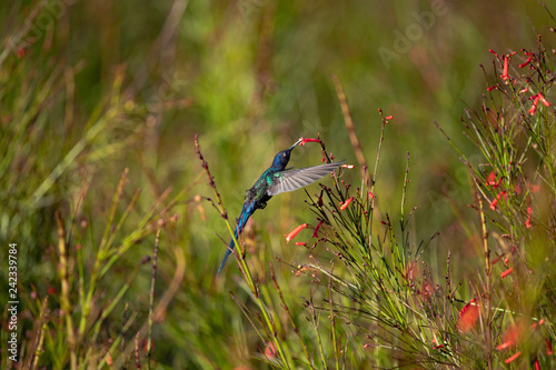 The Swallow-tailed Hummingbird (Eupetomena macroura) feeding on Firecracker  Red Flowers (Russelia equisetiformis) against Blurred Background. photo