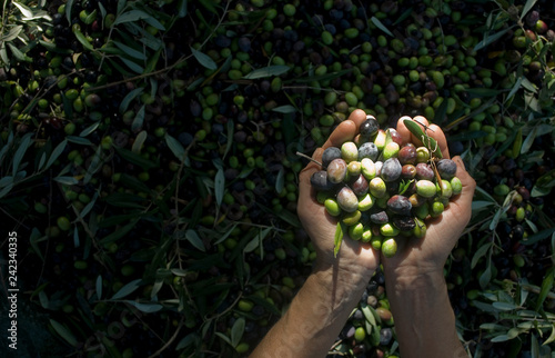 girl hands with olives, picking from plants during harvesting, green, black, beating to obtain extra virgin oil, food, antioxidants, Taggiasca variety, autumn, light, Riviera, Liguria, Italy