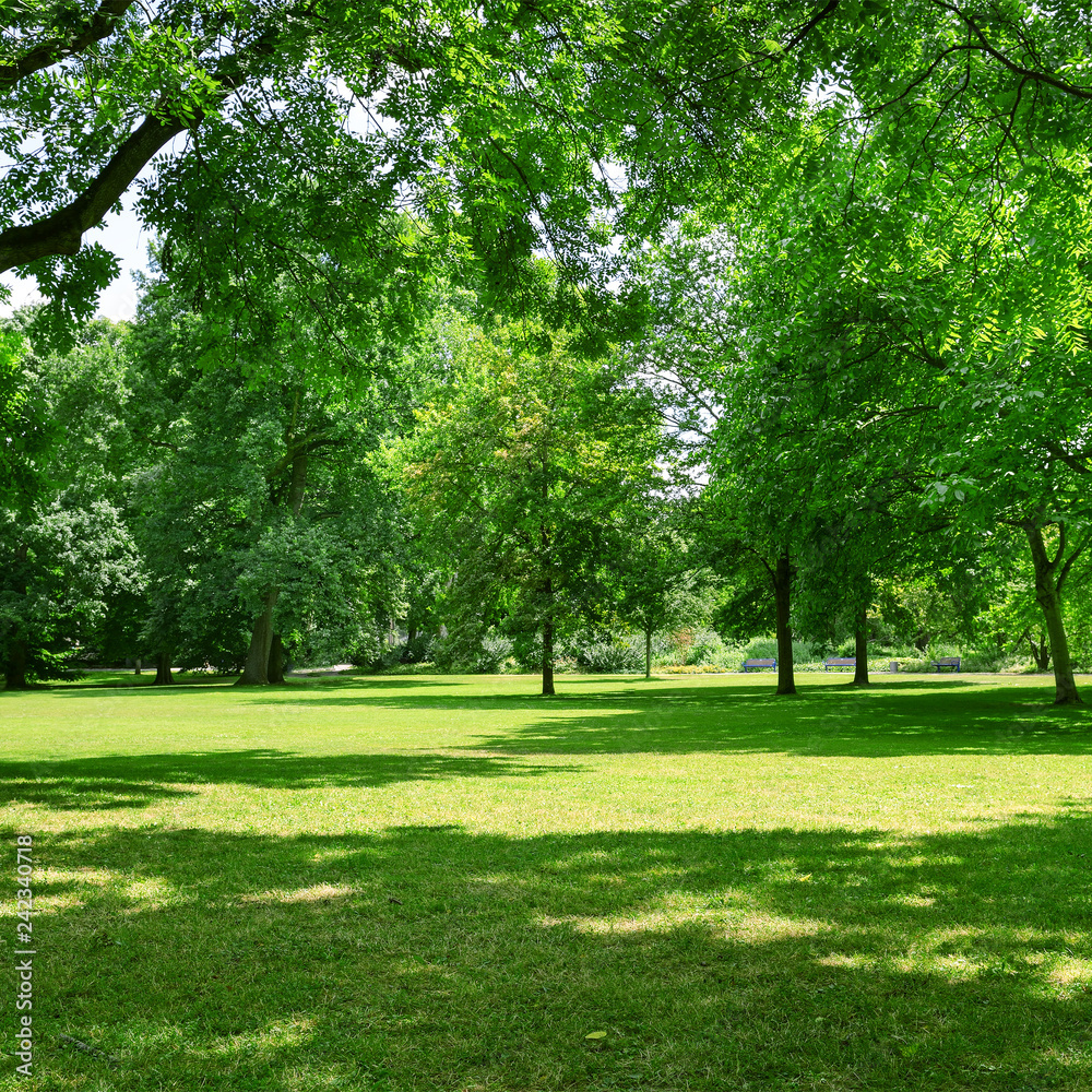 Fototapeta premium Beautiful meadow in park