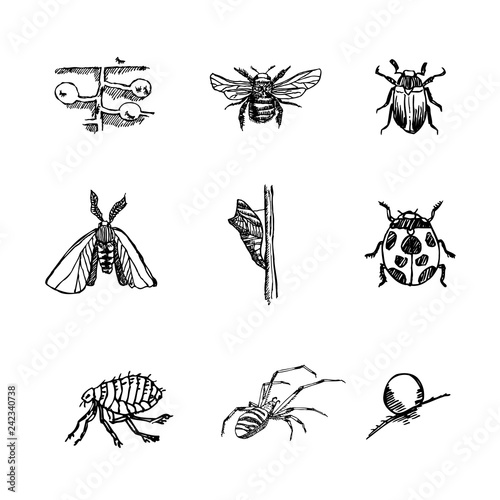 곤충 일러스트 / 손으로 그린 곤충 스케치 © seohwa