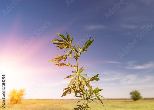 Cannabis leaf, medical marijuana. Cannabis flowers and seeds in green field with back light. Marijuana plant leaves growing high.